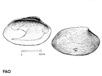 Image of Polititapes rhomboides (Banded carpet shell)