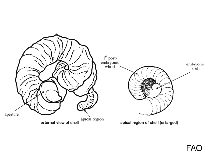 Image of Dendropoma rastrum (California wormsnail)