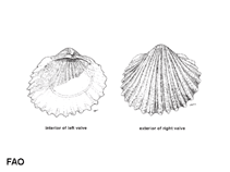 Image of Vepricardium sinense (Chinese cockle)