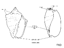 Image of Adelomelon ancilla (Ancilla volute)