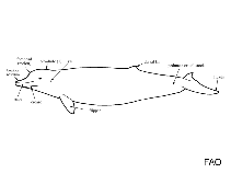 Image of Mesoplodon traversii (Spade-toothed beaked whale)