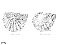 Image of Alectryonella plicatula (Fingerprint oyster)
