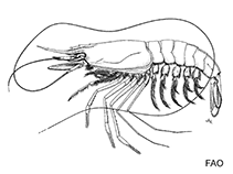 Image of Hepomadus tener (Delicate gamba prawn)