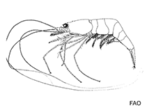 Barbouriidae