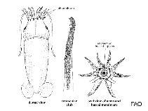 Bathyteuthidae