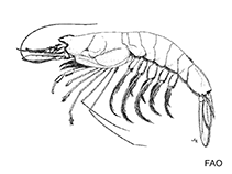 Image of Benthesicymus brevirostris 