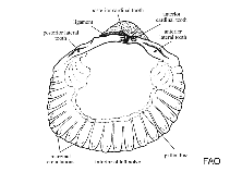 Image of Fulvia scalata 