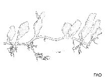 Image of Caulerpa brachypus (Sea mustard)