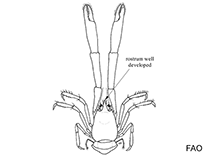 Chirostylidae