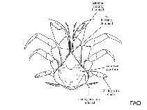 Coenobitidae