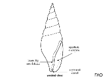 Image of Mitrella nycteis (Fenestrate dove-shell)