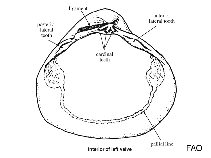 Corbiculidae