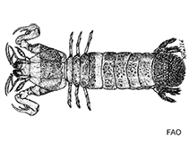Coronididae