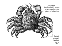 Image of Hapalocarcinus marsupialis (Coral gall crab)