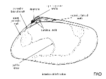 Donacidae