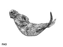 Image of Enhydra lutris (Sea otter)