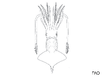 Image of Watasenia scintillans (sparkling enope squid)