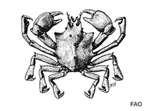 Image of Menaethius monoceros (One-horned spider crab)