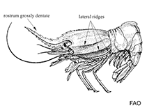 Eugonatonotidae