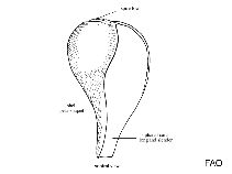 Ficidae