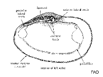 Fimbriidae