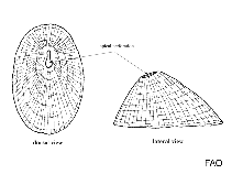 Image of Fissurella coarctata (Compressed keyhole limpet)