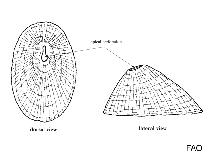 Image of Macroschisma cuspidata 