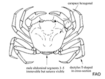 Image of Chaceon poupini (Polynesian golden crab)