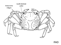 Image of Pachygrapsus plicatus (Pleated rock crab)
