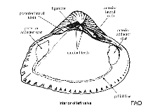 Hemidonacidae