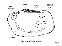 Hiatellidae