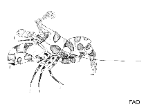 Hymenoceridae