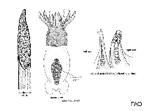 Idiosepiidae