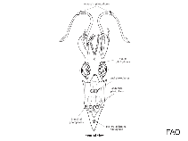 Lycoteuthidae