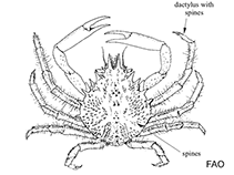 Image of Eurynome aspera (strawberry spider crab)