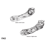 Image of Malleus regula (Straight hammer oyster)