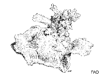 Image of Astrea annuligera (False knob coral)