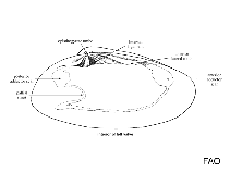 Mesodesmatidae