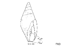 Image of Ziba flammea 