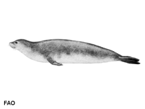 Image of Monachus tropicalis (West Indian monk seal)