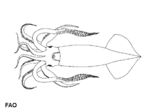 Image of Nototodarus gouldi (Gould\
