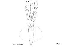 Octopoteuthidae