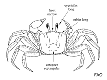 Image of Ucides occidentalis (Mangrove ghost crab)