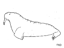 Odobenidae