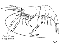 Image of Acanthephyra curtirostris (Peaked shrimp)