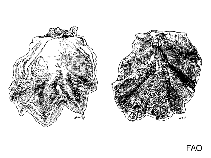 Image of Ostrea chilensis (Chilean flat oyster)