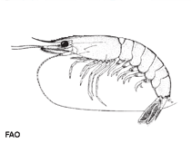 Image of Parapenaeopsis hardwickii (Spear shrimp)