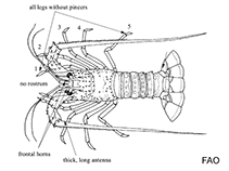 Image of Palinurellus wieneckii (Indo-Pacific furry lobster)