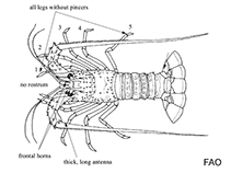 Palinuridae