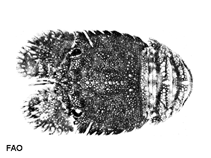 Image of Parribacus perlatus (Easter Island mitten lobster)